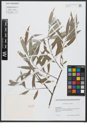 Foto von Salix alba subsp. alba L.